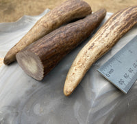 Alaskan Moose Antler Tine Knife Handle Blank