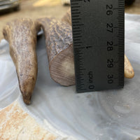 Alaskan Moose Antler Tine Knife Handle Blank