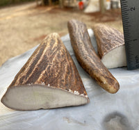 Alaskan Moose Antler Tine Knife Handle Blank