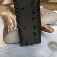 Alaskan Moose Antler Tine Knife Handle Blank