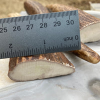 Alaskan Moose Antler Tine Knife Handle Blank