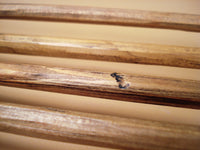 detail of replica teeth marks on native american traditional arrow