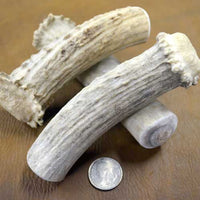 antler shed crow section knife handle blank