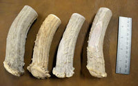 various size and shapes of crown antler handle blank
