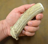medium/large crown antler knife handle