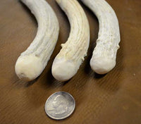 scale of head on extra small antler billet