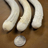 scale of head on extra small antler billet