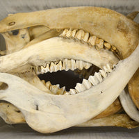 Natural buffalo jaw bone with teeth