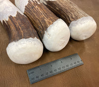 Large Moose Antler Billet