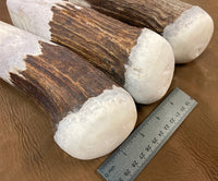 Large Moose Antler Billet