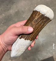Large Moose Antler Billet