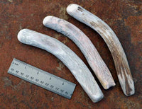 small traditional abo flintknapping percussion antler billet