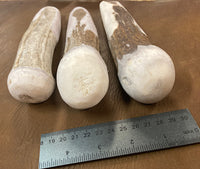 Small Moose Antler Billet