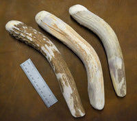 Extra large antler shed flintknapping percussion billet for abo knapping