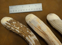 size of domed antler traditional flintknapping supplies