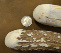 sanded dome of extra large deer antler billet
