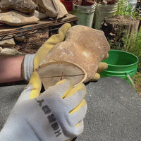 Pedernales Amoeba Chert - Raw Tested Nodules
