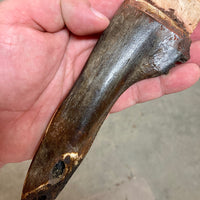 Buffalo Jaw Bone Stone Bladed Knife - #4 made in 2021
