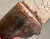 Buffalo Jaw Bone Stone Bladed Knife - #4 made in 2021
