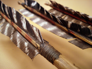 close up of barred turkey feather hafting and fletching on traditional arrows
