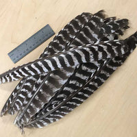 dozen barred pointer Wild Turkey feathers
