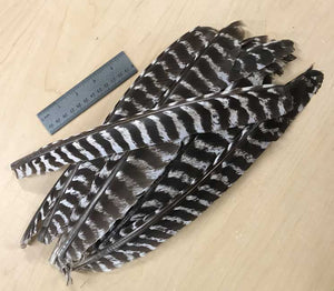 dozen barred pointer Wild Turkey feathers