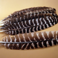 Barred Secondary Wild Turkey Feathers 