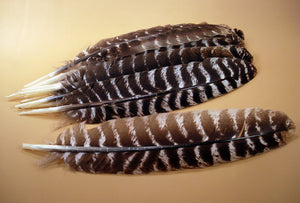 Natural Barred Turkey Feathers – Raptor Archery