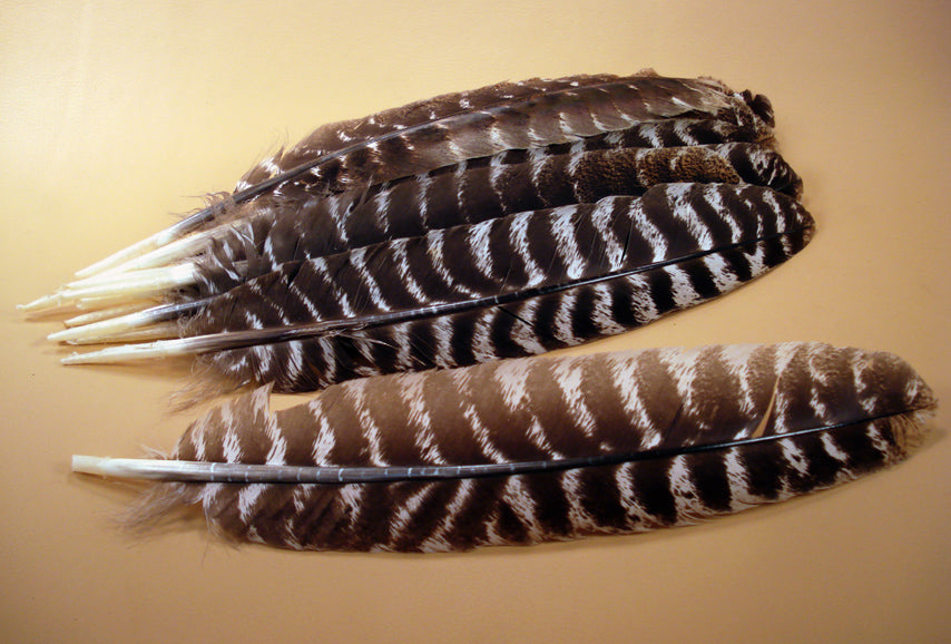 6 Pieces - Natural Barred Wild Turkey Rounds Wing Quill Feathers