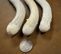 scale of head on extra small antler billet
