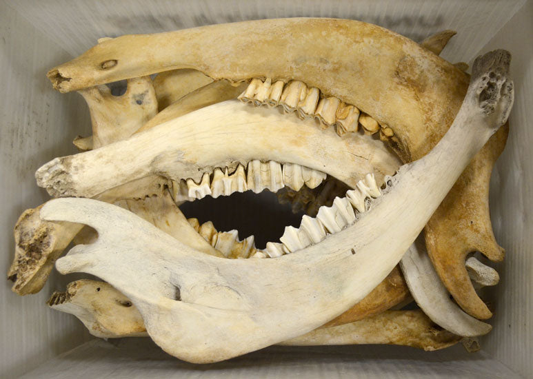 Natural buffalo jaw bone with teeth