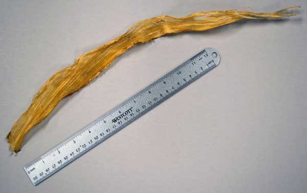 ONE GENUINE DEER LEG SINEW - cleaned and ready for use